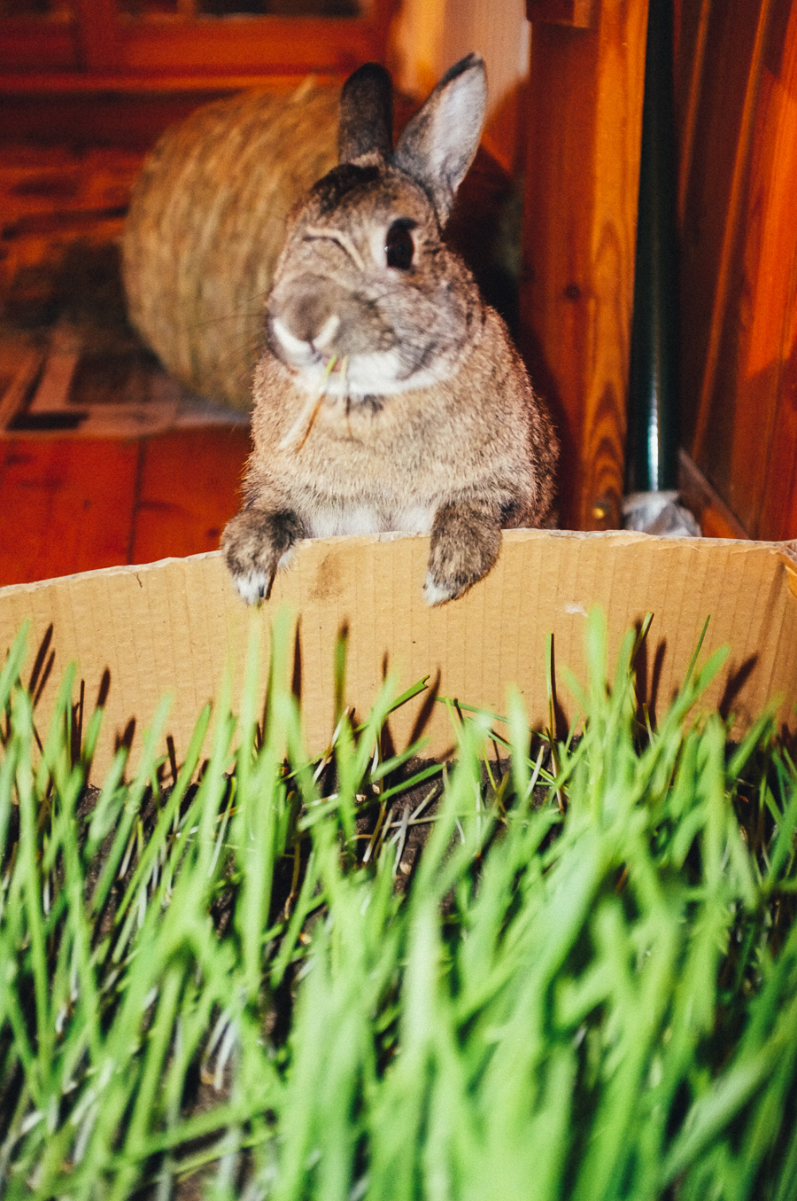 bunny_rabbit_kani_raeruoho