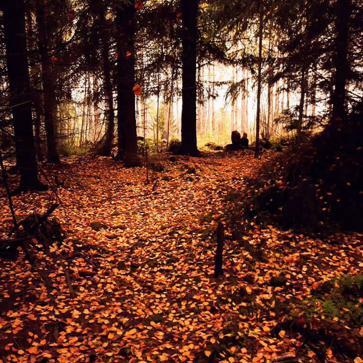 lehdet-maassa-keltainen-ruska-metsa-polku-path-autumn-finland-2