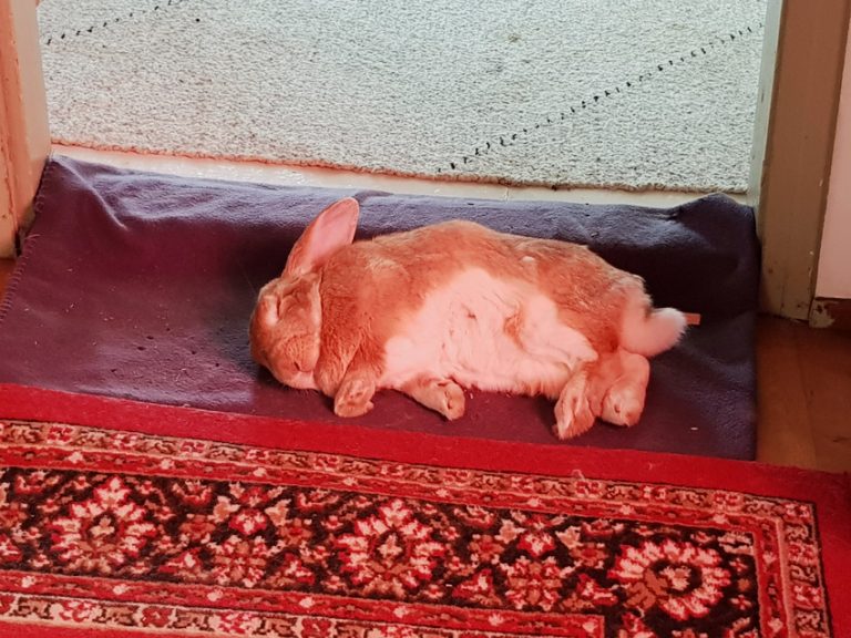 bunny-rabbit-kani-nukkuu-sleeps-indoor-flop-kiepaisu-luppakorva-768x576