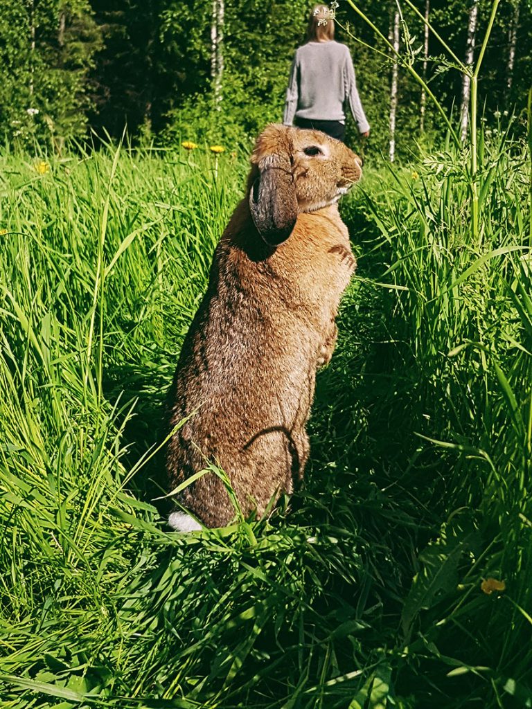 kani-niitylla-heinikossa-free-range-bunny-rabbit-lemmikki-ruskea-luppakorva-naaras-female-brown-bunny-outside-slow-finland-maaseutu-pelto