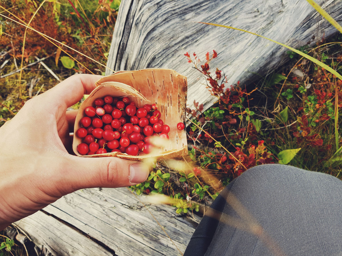 #486 – Puolukkaa pienessä tuohikupissa