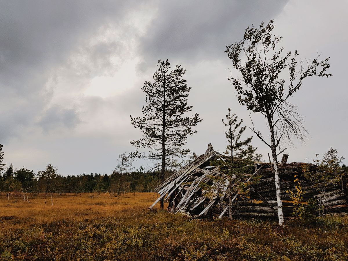 #485 – Entiaikainen turvelato ja puu jollaisia on liian vähän