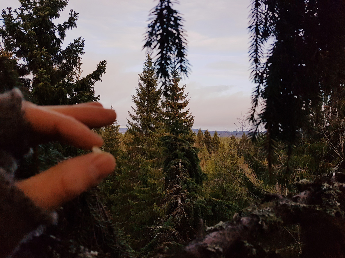 #515 – Pullon täyttö purossa ja pihkakikkare latvuksissa