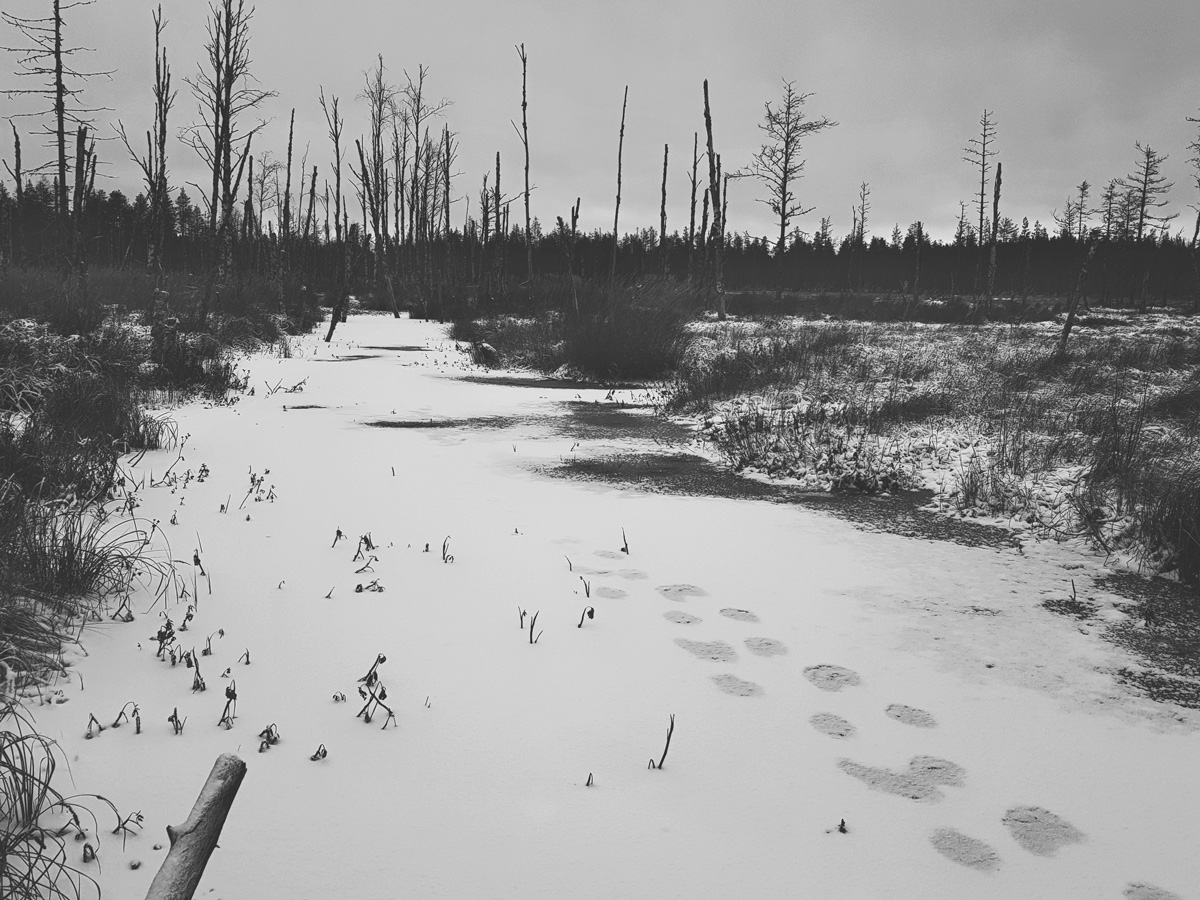 #517 – Majavapuro ja kastunut kenkä