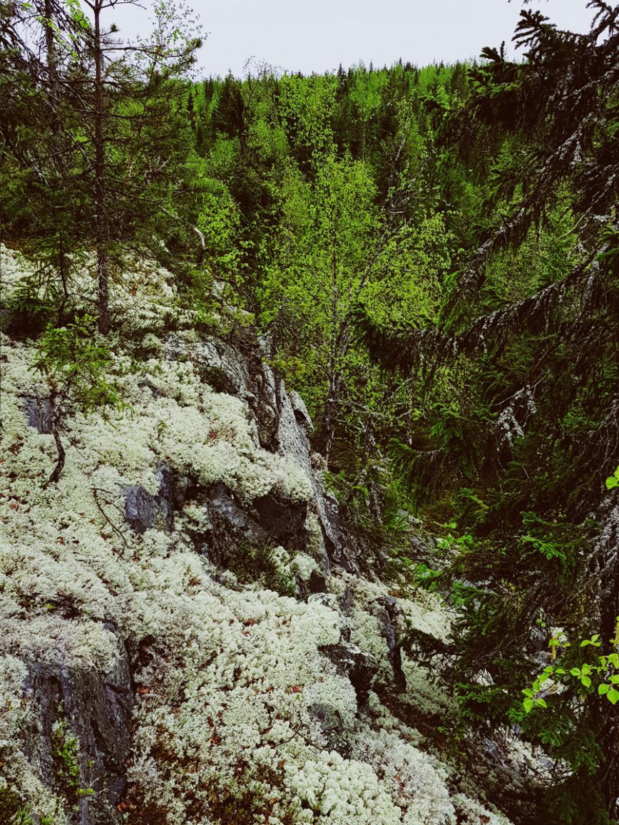 #570 – Sammaleinen kallio lehteen puhjenneessa maisemassa