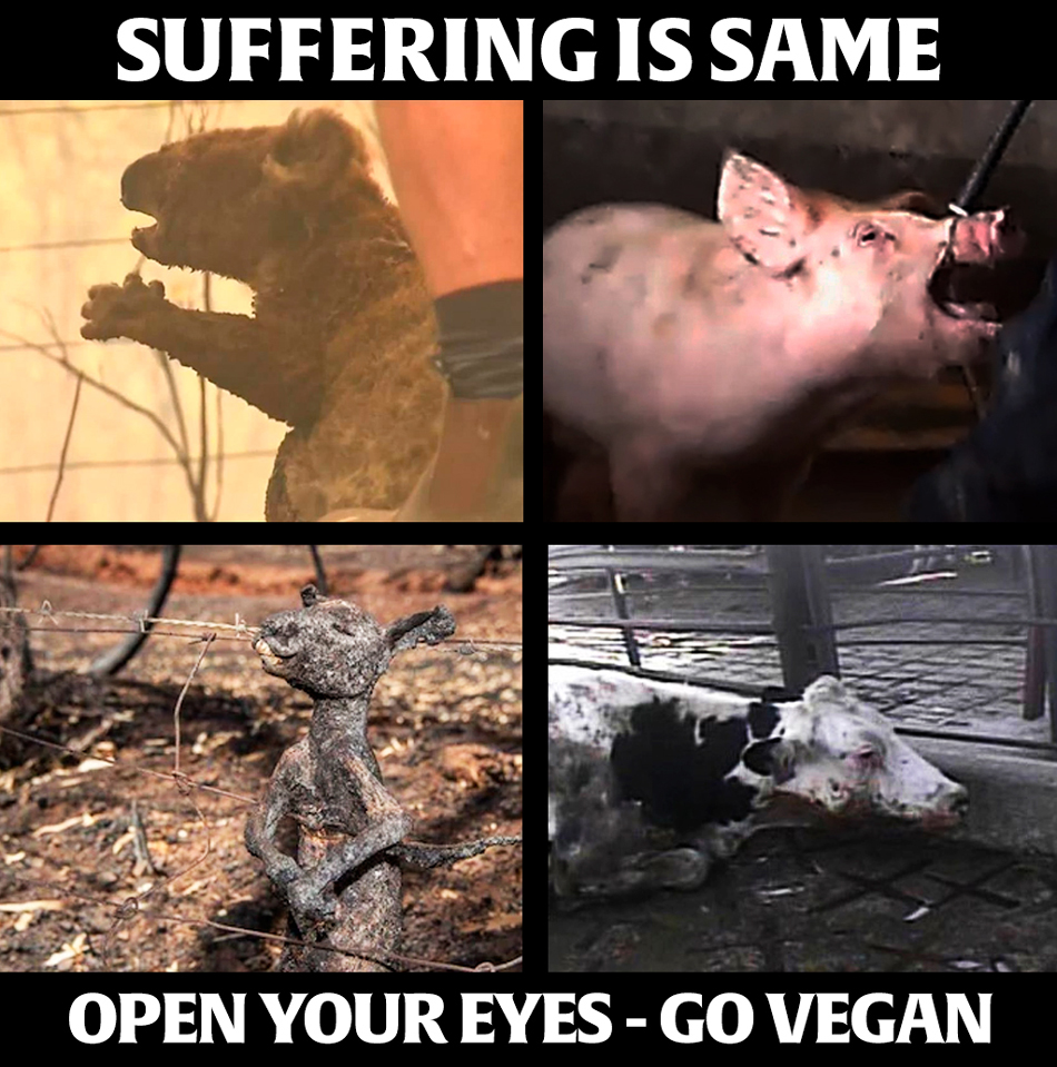 suffering-is-same-open-your-eyes-go-vegan