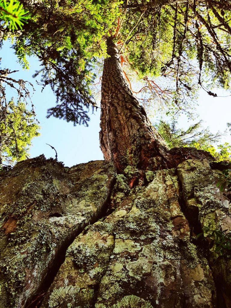suuri-vanha-manty-korkealla-kallion-paalla-juuret-kalliossa-ylhaalta-alaspain-sammakko-perspektiivi