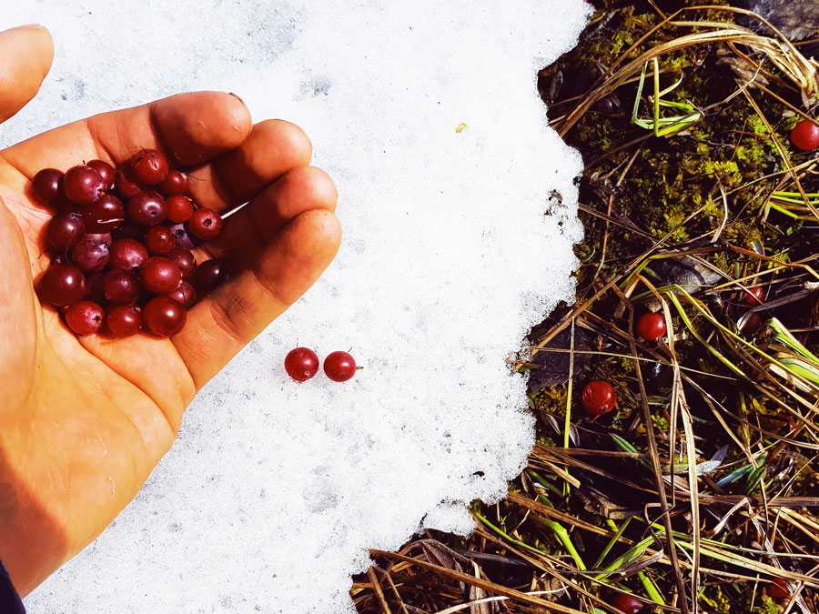 karpaloita-kevaalla-hangen-alta-cranberry-finland-under-snow-karpalo-suo-kainuu