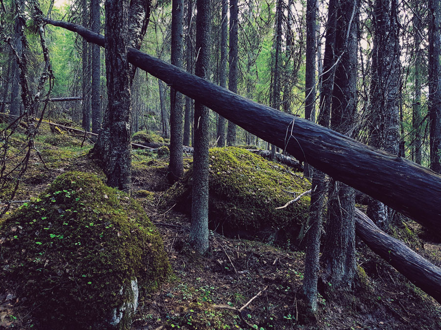 #678 – Antakaa metsän elää