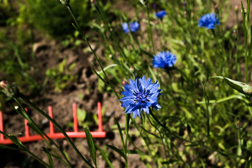 ruiskaunokki sininen kukka heinaharava taustalla
