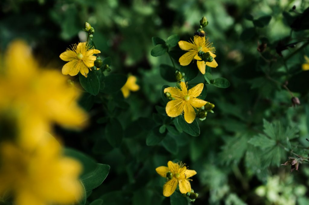 särmakkuisma keltainen kukka vihreä