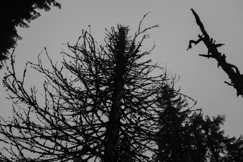 mustavalkoinen metsa forest details yksityiskohtia fuji vanha puu-11